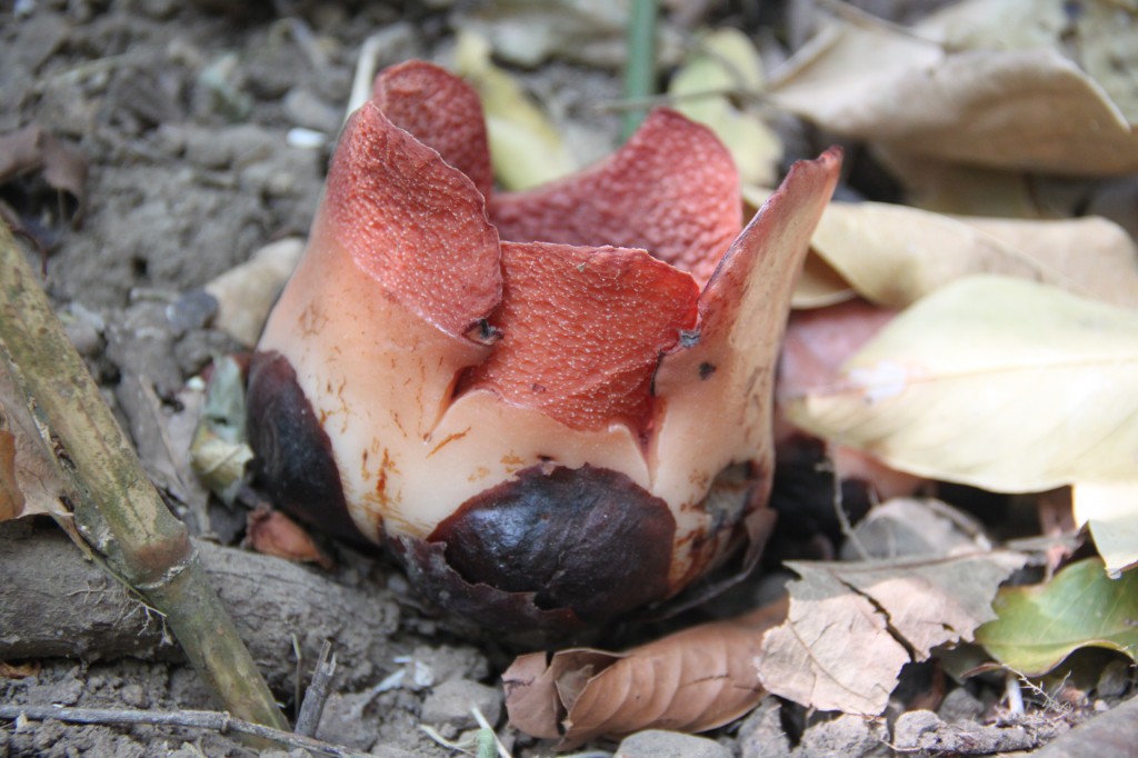 UP biologists discover new giant flower found only in the Philippines