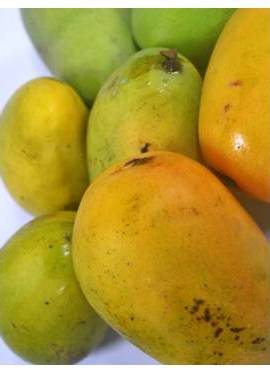 Mango seed starch was extracted from the seed kernels of ‘Carabao’ mango (Mangifera indica L.) and converted to carboxymethylated starch.