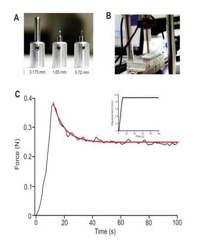 Fig. 1. 
Method of indentation. (A) three sizes of cylindrical indenter, each with a hemispherical tip, (B) indenter set up, showing the largest probe pressed onto a noodle sheet supported by a glass slide, (C) typical results for a 10 s loading ramp to