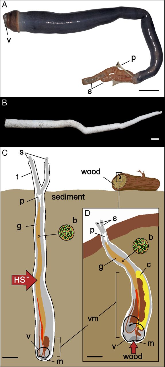 UP's discovery of the rare giant shipworm and the mystery it solved