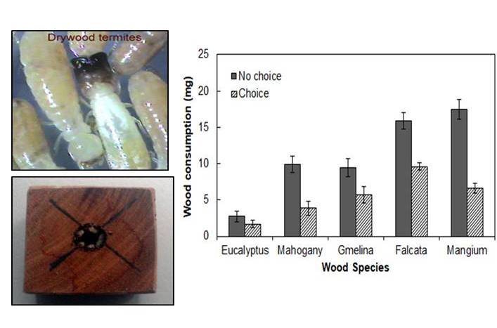 Fig. 1.  Feeding preference of drywood termite(“unos”) to common wood used in he Philippines.