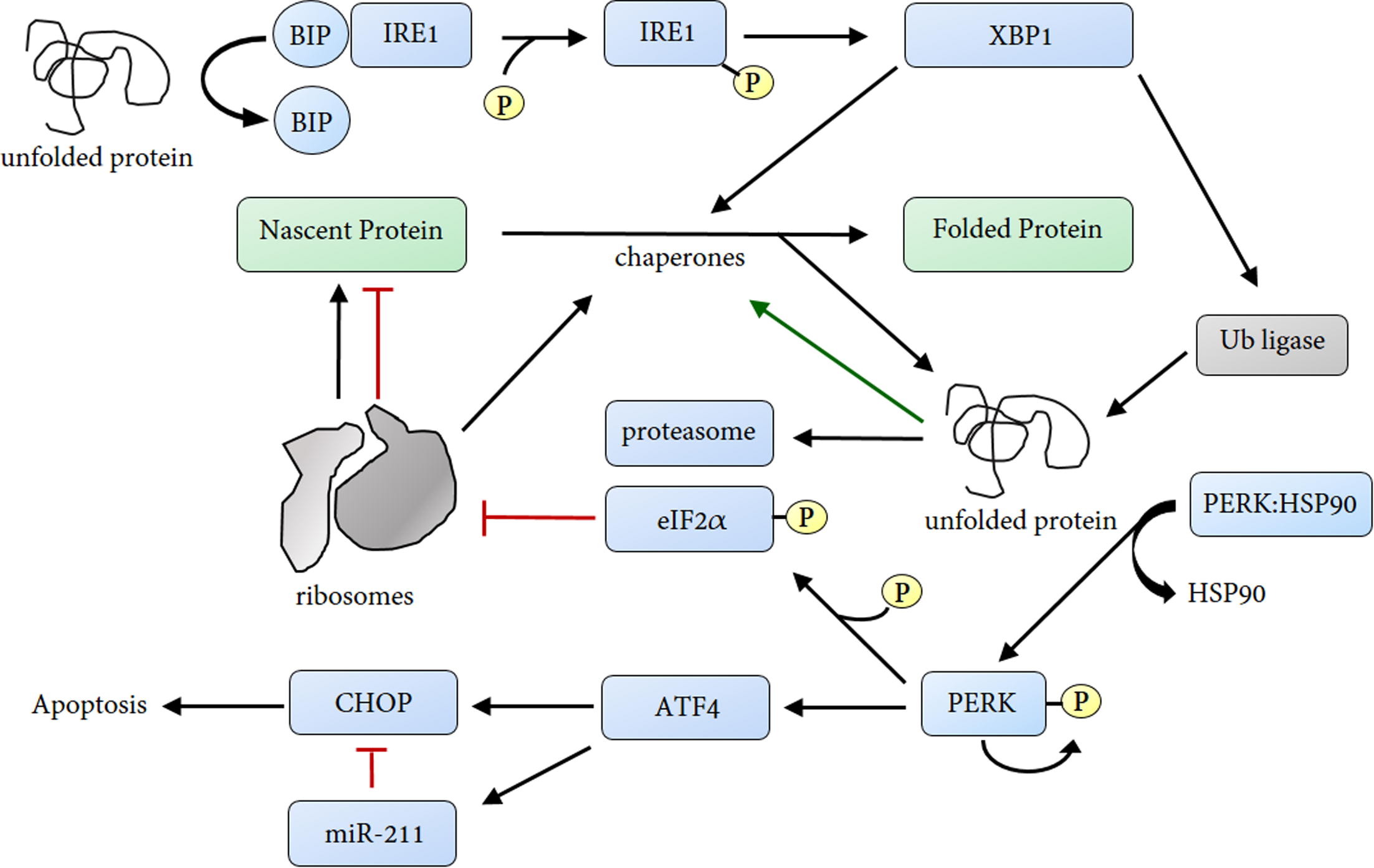 Fig. 1. The unfolded protein response (UPR) activates pathways dedicated to cell survival and cell death. In the presence of aberrations, HSP90 dissociates from PERK that then phosphorylates eIF2α to attenuate protein translation. Likewise, it activates ATF4 that induces the transcription of CHOP – an apoptotic signal, and miR-211 that controls it. miR-211 acts as a molecular switch, which downregulates during persistent stress, allowing CHOP to accumulate and mediate apoptosis. On the other hand, unfolded proteins activate IRE1 that upon autophosphorylation induces splicing of Xbp1, which assists protein folding and degradation.