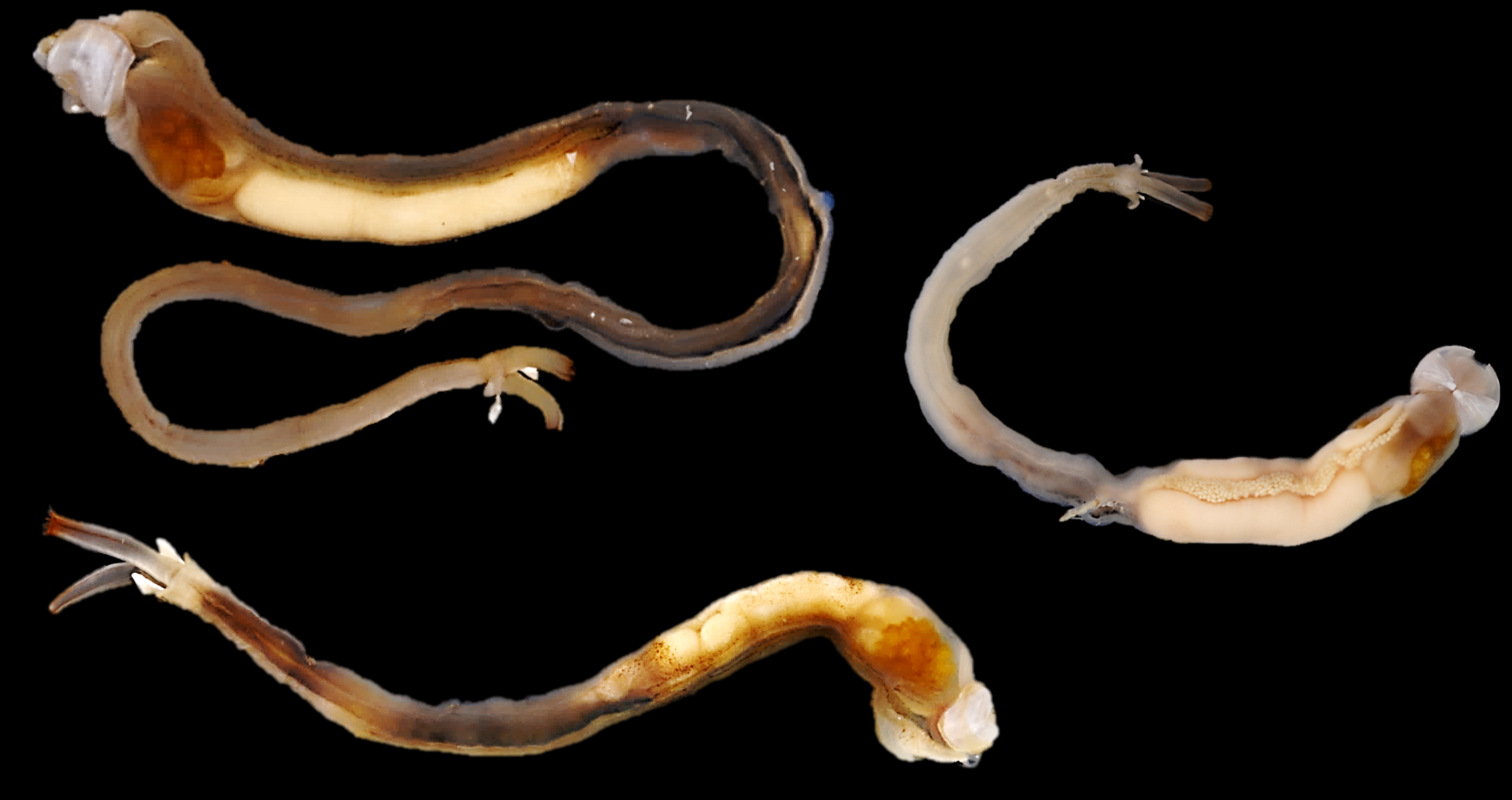 New genus and species of shipworm found in the Philippines